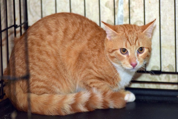 警戒する茶シロ