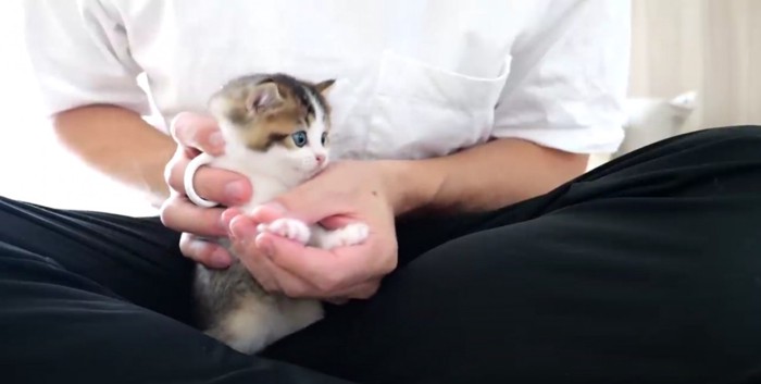 飼い主に抱かれている白黒の子猫