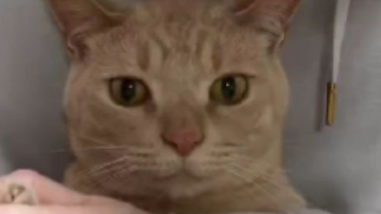 猫の顔