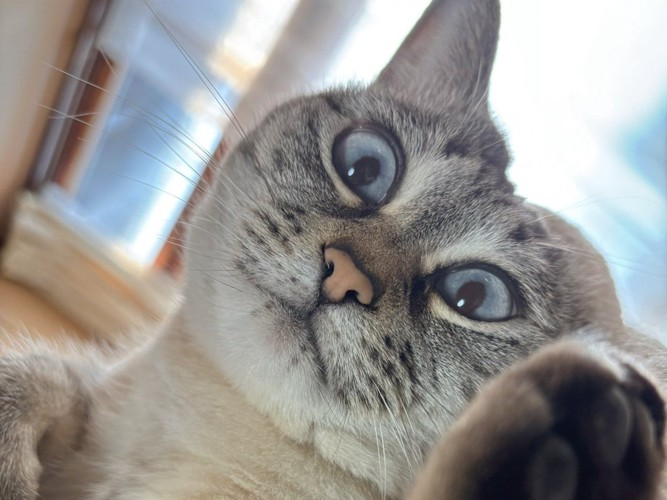 首をかしげて目を見開く猫