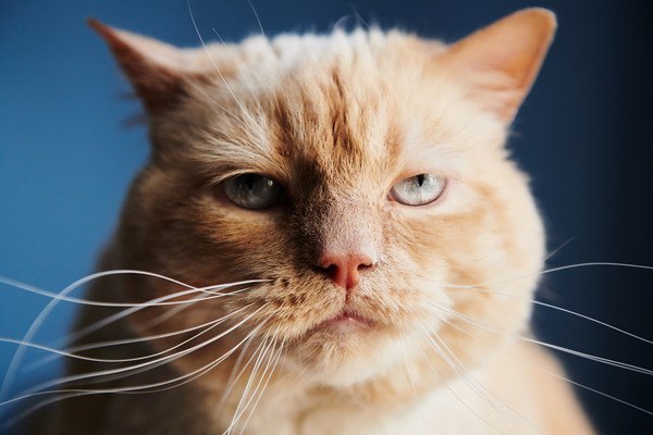 背景が青く面倒くさそうな茶色のキジ猫