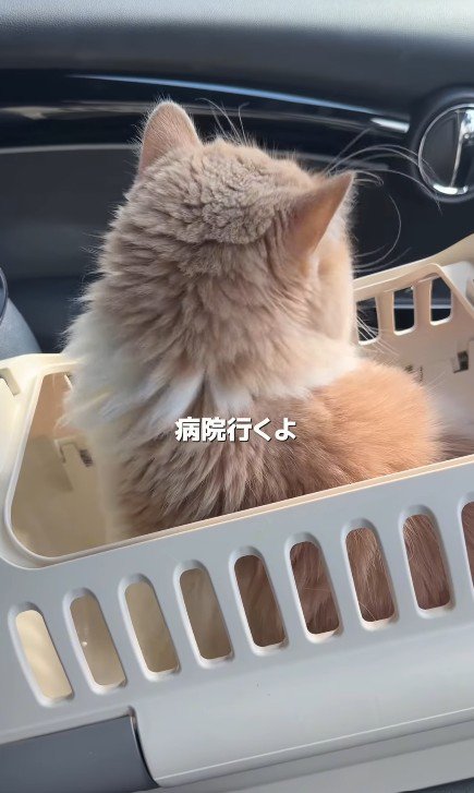 キャリーケースの中の猫