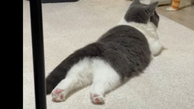 室内にいる猫