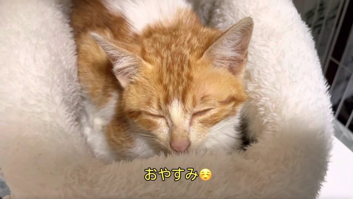 目をつぶる茶白の子猫