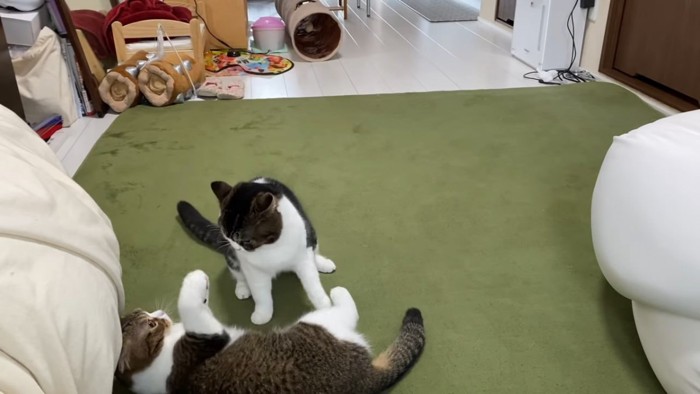 寝転がる猫とおすわりする猫