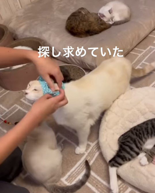 耳を出す猫