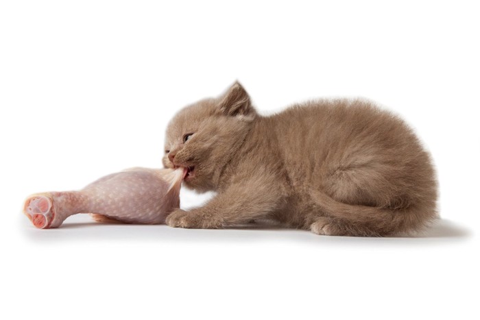 鶏ももにかじりつく子猫