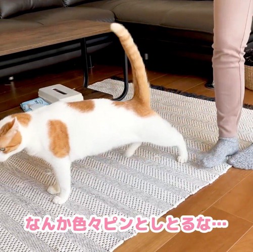 飼い主にお尻を向けて尻尾を立てる茶色のぶち猫