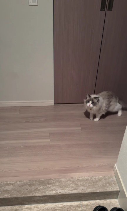 玄関で出迎える猫