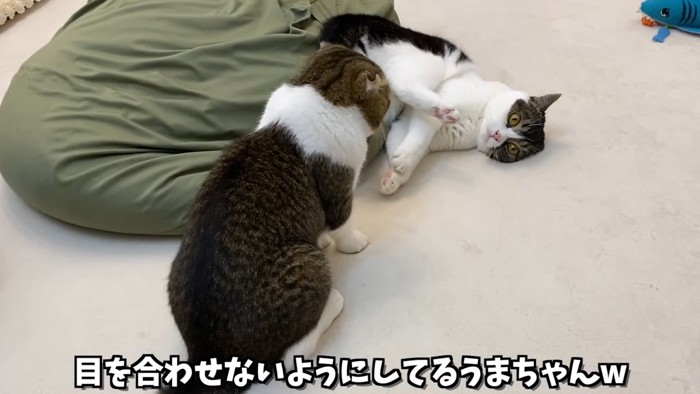 寝転がる猫と座る猫