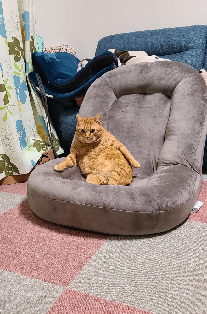 ソファーに座る猫