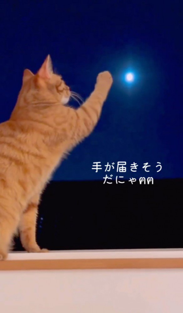 手を挙げる猫