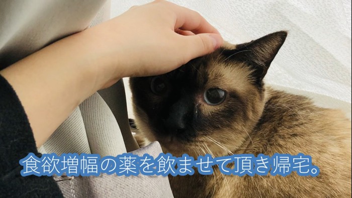 頭を撫でられる猫