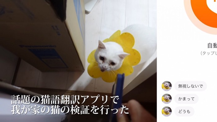 猫語翻訳