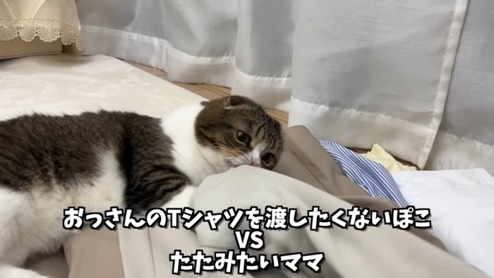 Tシャツを噛む猫