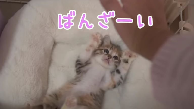 バンザイしている子猫