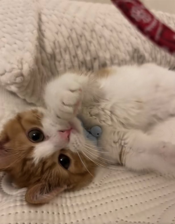 赤い首輪を見ながらへそ天している猫
