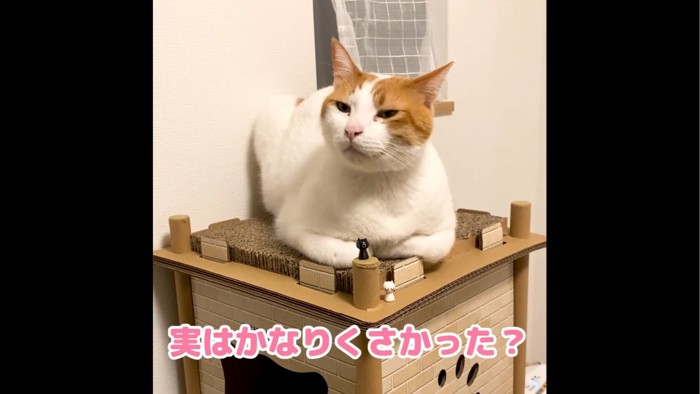 顔を上に向ける猫