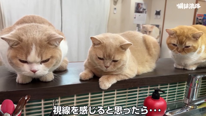 並ぶ3匹の猫