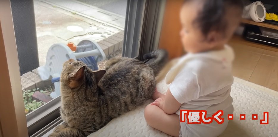 猫と乳児