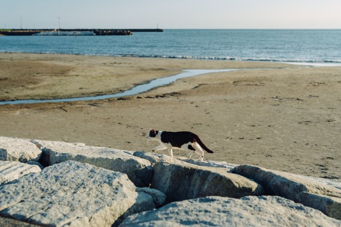 海辺の猫