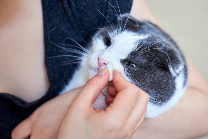 鼻を拭かれている猫