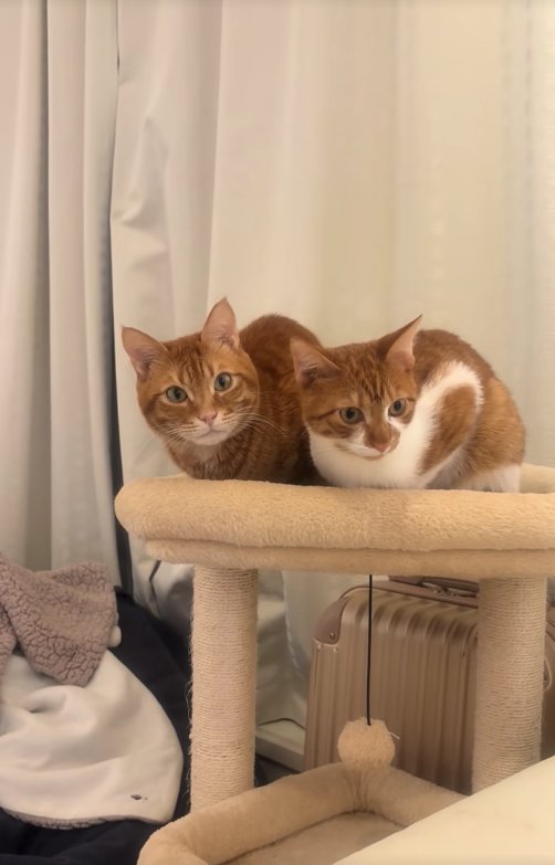 香箱座りをして画面右下を見つめる右側の猫