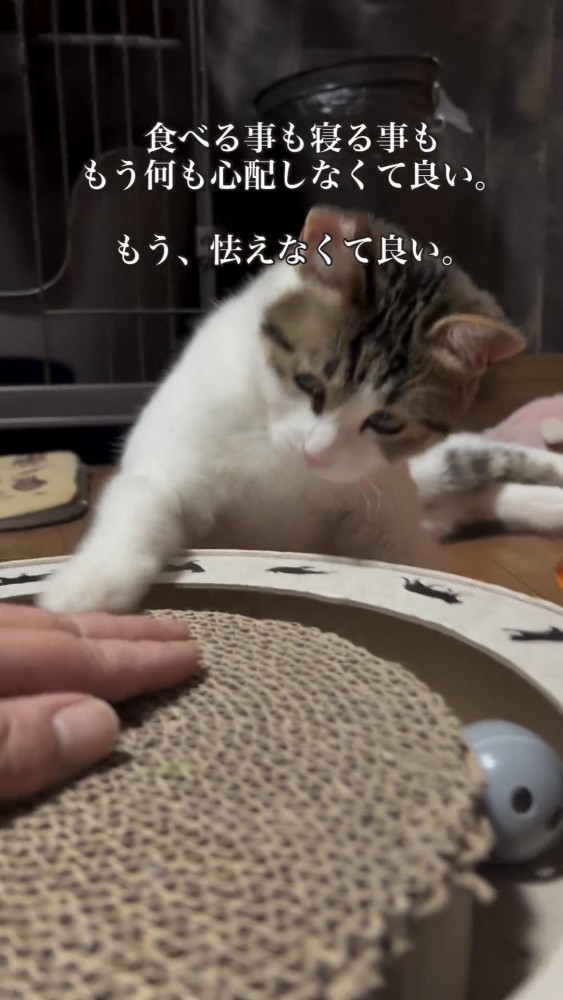 飼い主と遊ぶ猫