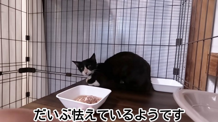 ケージの奥にいる猫