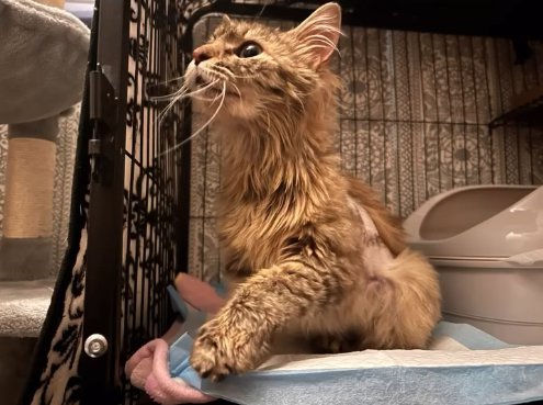 ドアが開いたケージの中から外を覗く長毛猫