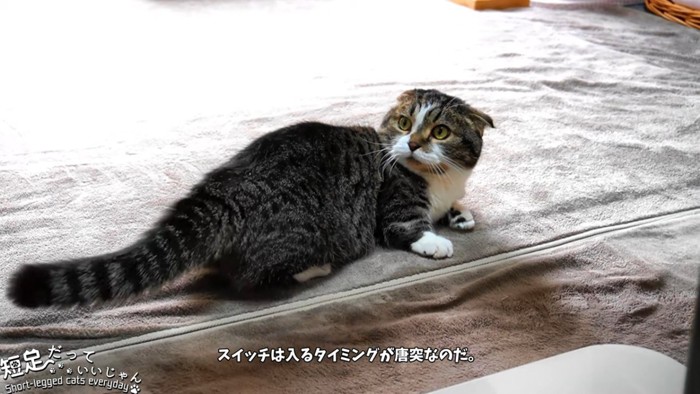 後ろを見る猫