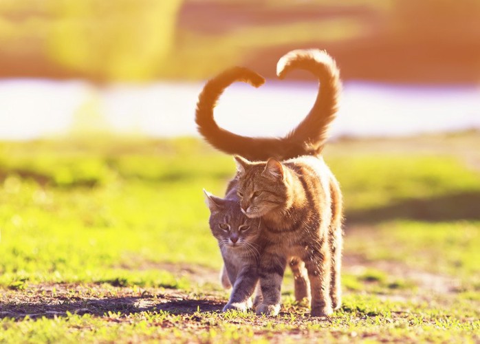 並んで歩く2匹の猫