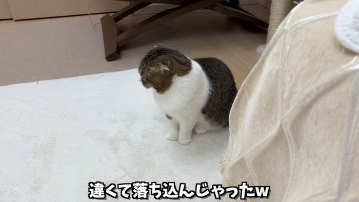 座っている猫