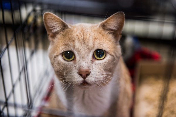 ケージの中で悲しそうな猫