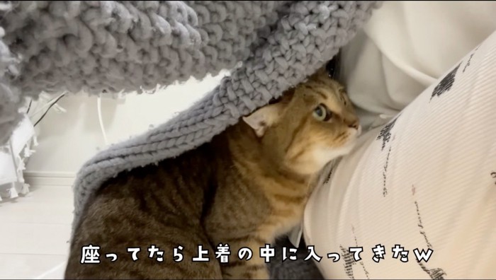 飼い主の羽織っている服の中に入っていく猫