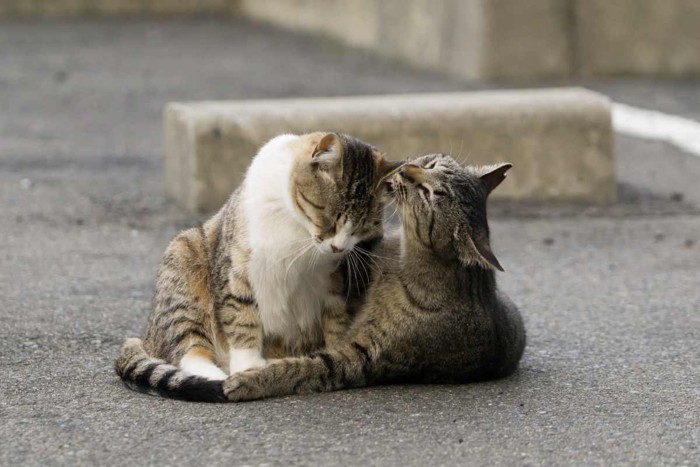 毛繕いでコミュニケーションをとる猫たち