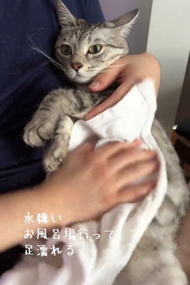お腹を拭かれる猫