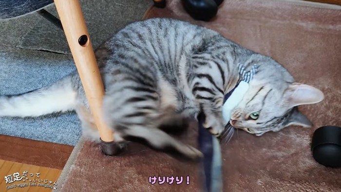 けりぐるみを抱えてキックする猫