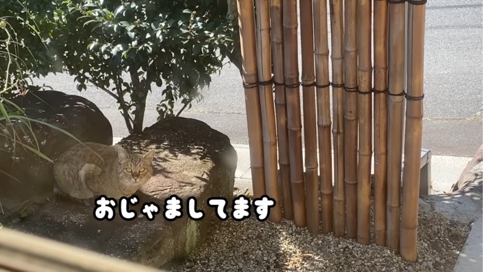 庭に座っている猫