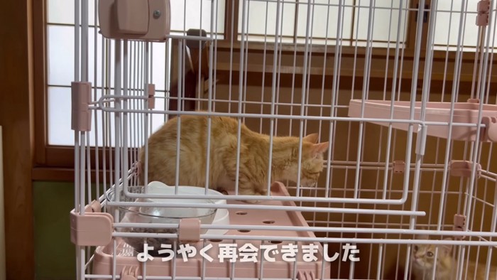 見つめ合う2匹の猫