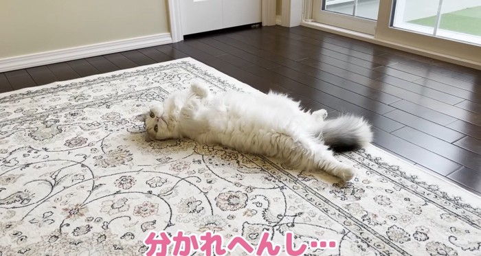 カーペットの上の猫