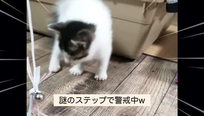 警戒するきゅっきゅちゃん