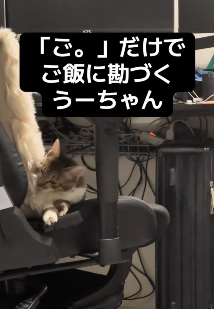 クッションで遊ぶ猫