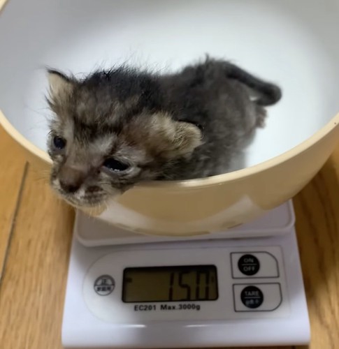 150gまで成長したまりもちゃん%0gまで成長したまりもちゃん