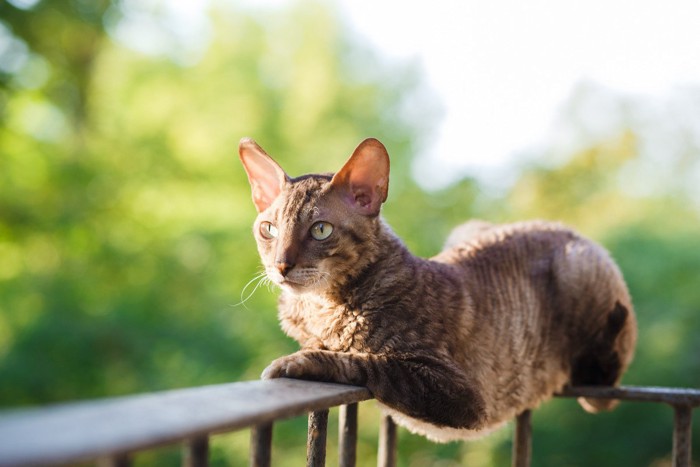 バルコニーの柵に乗る猫