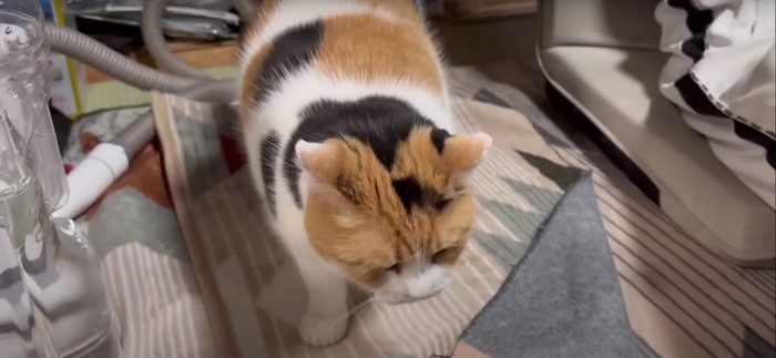 人に腰を叩いてもらっている猫%%やっとかまってもらえたミケちゃん