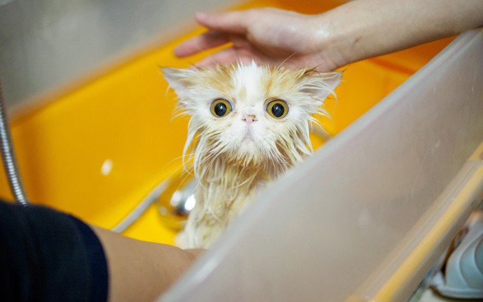 シャンプーされて驚く猫