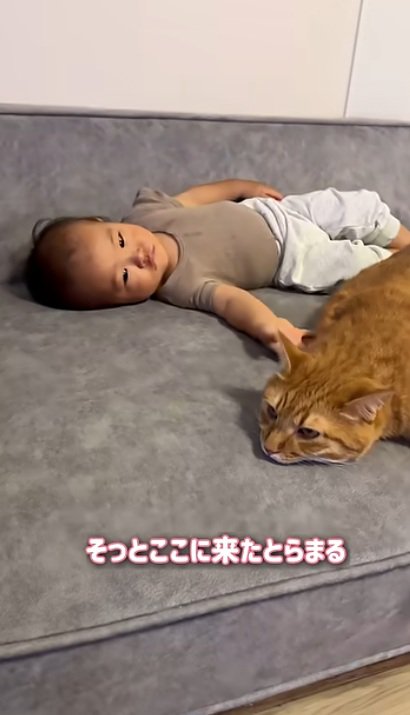 赤ちゃんと一緒に寝ている猫