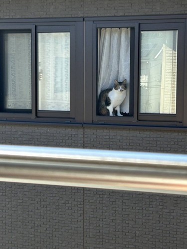 窓枠に写るキジ白猫