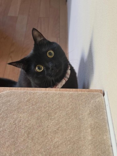 首を傾げる猫